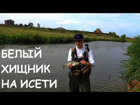 Видео: ГДЕ и КАК я ЛОВЛЮ ЯЗЯ НА ПЕРЕКАТАХ. Рыбалка на Исетских перекатах на спиннинг.