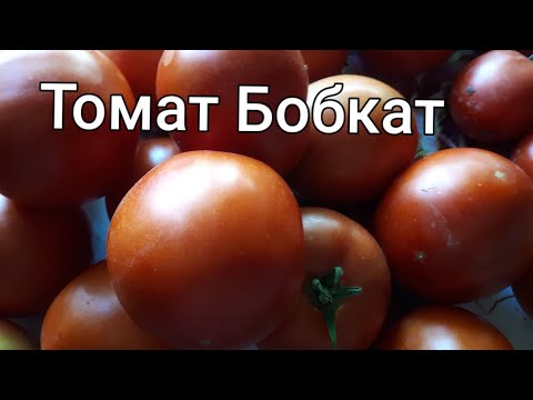 Видео: Собираем урожай томатов.Томат Бобкат.Огород.Что закрыла на зиму.