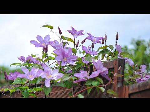 Видео: Танцуют все! Цветут розы, клематисы, дельфиниумы