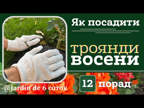 Видео: 12 порад, як посадити троянди восени.