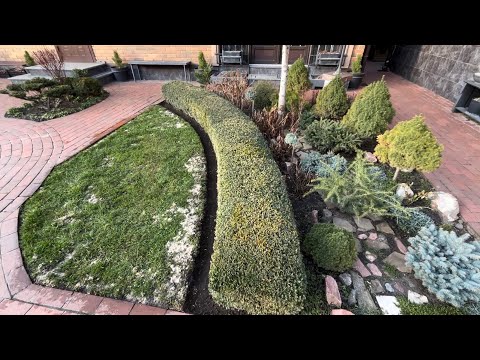 Видео: СТРИЖКА СПИРЕЙ "MAGIC CARPET", ПОСЕВ РЕДИСА В ВЫСОКУЮ ГРЯДКУ, РЕСТАВРАЦИЯ ГАЗОНА! #landscapedesign
