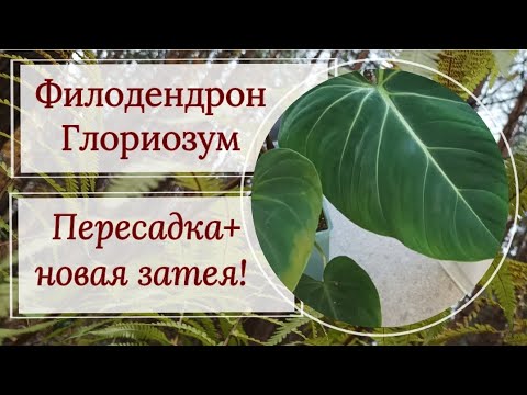 Видео: Филодендрон Глориозум. Новая идея! 😉Пересадка, деление, размножение.