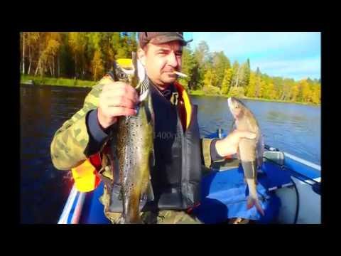 Видео: ловля лосося и хариуса в карелии