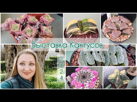 Видео: Ураааааа! Выставка Кактусов🌵зима 2024 #выставка #сукуленты #кактусы