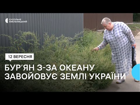 Видео: Амброзія на Хмельниччині: чим небезпечна ця рослина
