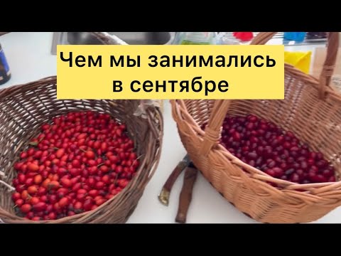 Видео: Соскучились за домом,перемещаемся в Бельгию, собираем грибы, ягоды,ну точно как у бабушки в деревне 