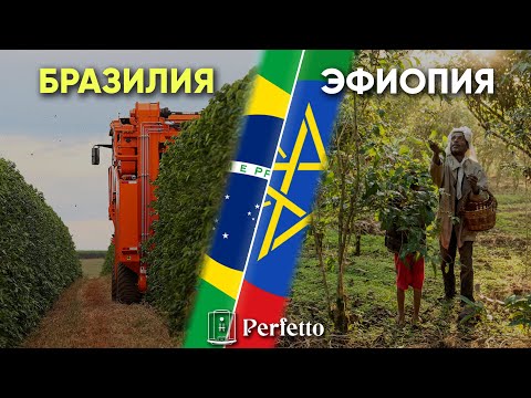 Видео: Бразилия и Эфиопия. Два полярных мира по выращиванию кофе.