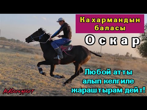 Видео: Мына Кахармандын түз баласы 👆Тел: +996702144444