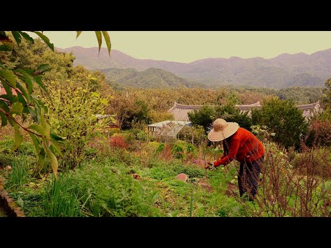 Видео: Жизнь в горной деревне поздней осенью так восхитительна~!!