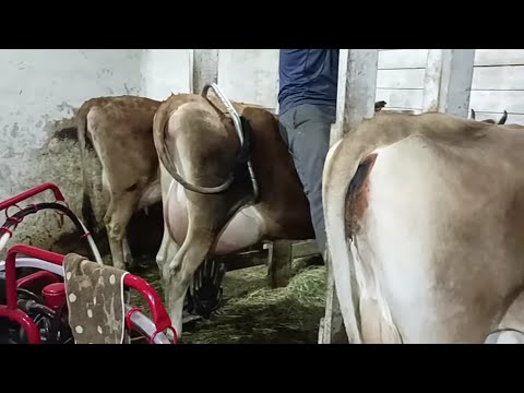 Видео: ДОЕНИЕ ПЕРВОТЕЛОК ДЖЕРСИ