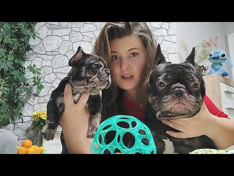 Видео: Где купить щенка и как его кормить? Отвечаю на вопросы. Мокрый нос