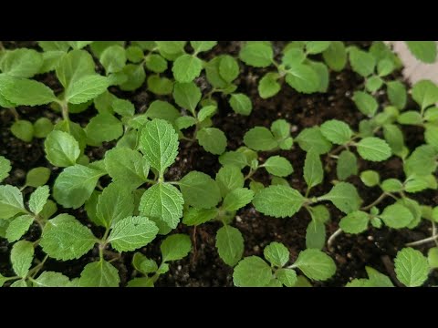 Видео: ВЕРБЕНА БОНАРСКАЯ 🌿рассада в апреле 2023 года