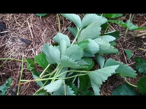 Видео: Клубника первогодка - надо ли СРЕЗАТЬ ВСЕ ЛИСТЬЯ после плодоношения?