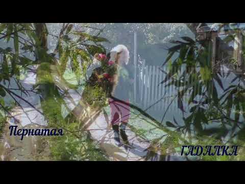 Видео: Пернатая гадалка