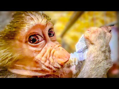 Видео: Степка ЖАДИНА-ГОВЯДИНА и не говорите мне что это не так)))