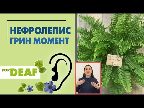 Видео: Нефролепис Грин Момент { СУРДОПЕРЕВОД } папоротник домашний, неприхотливый. Растение для дома и офис