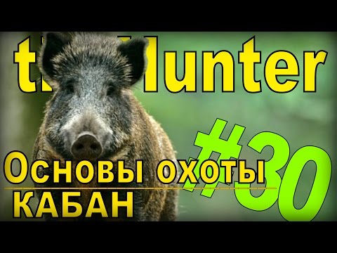 Видео: the Hunter - Кабан [Основы охоты] #30