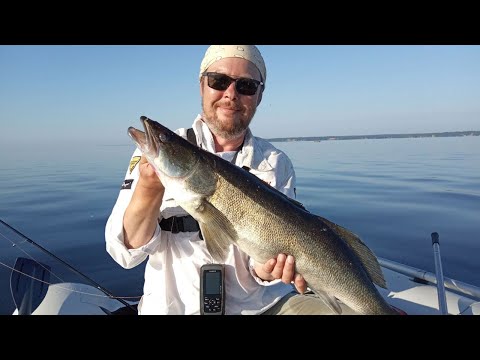 Видео: СУДАК на поролон, ЩУКА на силикон. Рыбалка на джиг на Горьковском море.