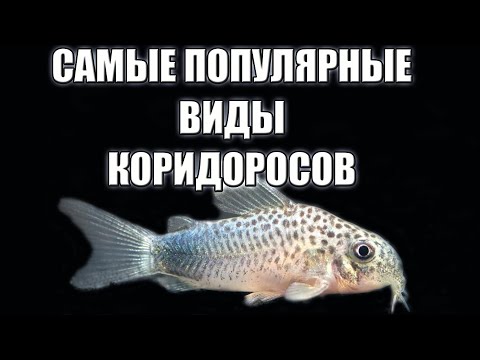 Видео: Разнообразие мира коридорасов: знакомство с различными видами