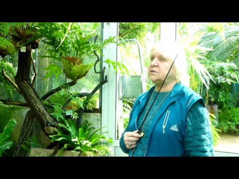 Видео: Ботанический сад Санкт-Петербурга. Тропики.Фрагменты экскурсии 11 сентября 2016 года.