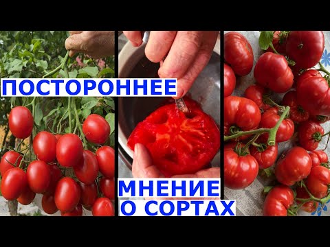 Видео: Сбор семян Непредвзятое мнение о сортах томатов