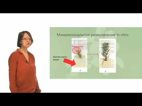 Видео: Физиология растений. Гормоны растений.  Часть 2 - Цитокинины (Лабунская Е. А.)