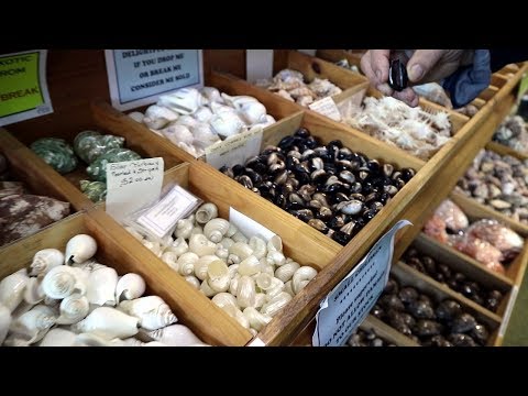 Видео: РАКУШКА ЗА $1500 😱 МУЗЕЙ - МАГАЗИН РАКУШЕК В АВСТРАЛИИ