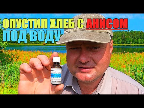 Видео: Вызвал у рыбы ЖОР просто добавив АНИСОВЫЕ КАПЛИ в хлеб.  Подводная съёмка.