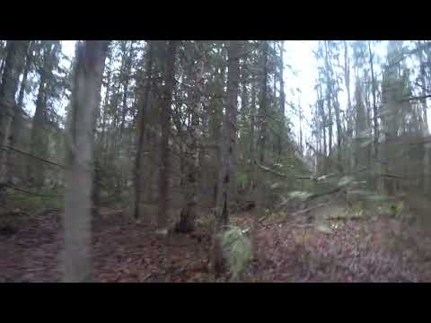 Видео: Русская гончая Шугай,выручил.охота на зайца.