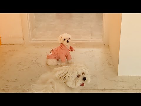 Видео: Мальтийский кот, которого толкнул другой щенок