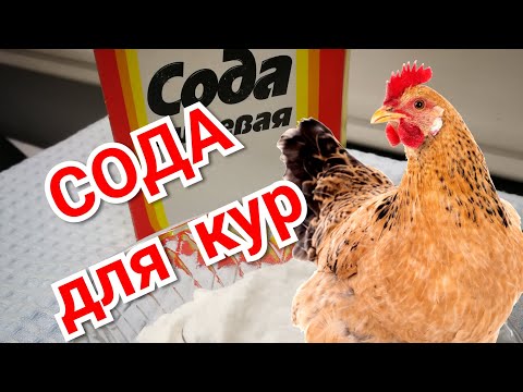 Видео: СОДА для кур. Суть и механизм действия.