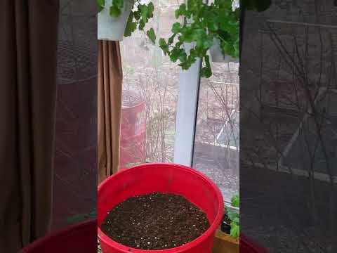 Видео: Как я кормлю пеларгонии зимой. Мой опыт