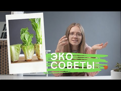 Видео: ЭКО-ПРИВЫЧКИ для не начинающих/Youtube и авокадо вредят экологии?