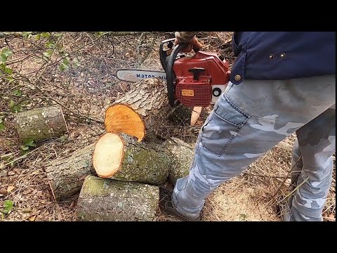 Видео: Обкатка бензопили Мотор Січ 475. Пилим вільху.