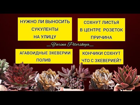 Видео: Полив агавоидных эхеверий. Сохнут листья у эхеверий. Надо ли выносить суккуленты на улицу.