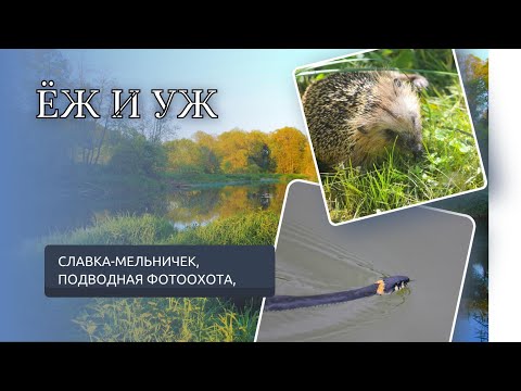 Видео: ЁЖ И УЖ, МЕЛЬНИЧЕК, ФОТОПАЛАТКА. Дневник фотоохотника 11-14.07.2024.