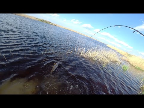 Видео: Сазан и язи на вертушку. Пошла жара в баню.