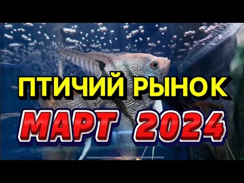 Видео: ПТИЧИЙ РЫНОК, САДОВОД, МОСКВА. ОБЗОР МАРТ 2024 год. Интересные рыбы и растения на птичке