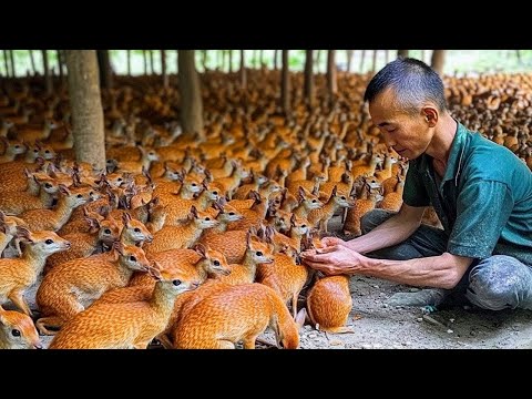 Видео: Разведение Оленьков! Как Выращивают Миллионы Самых Маленьких Оленей В Мире