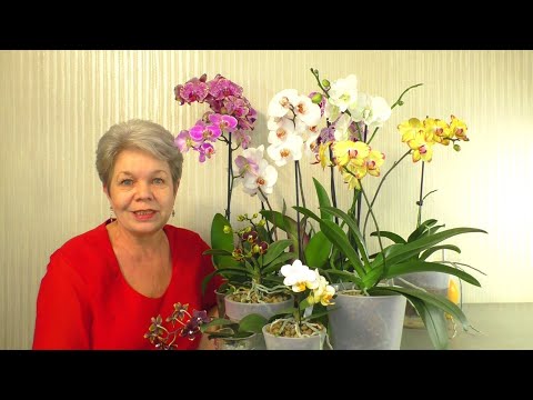 Видео: Ответы на Вопросы из Жизни Орхидей 💐😊 С Днём Святого Валентина 😊 Не удавшийся ОБЗОР Орхидей в ЛЕРУА💐