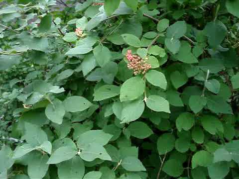 Видео: Калина гордовина