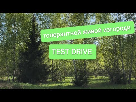 Видео: Test Drive толерантной живой изгороди измеряем ёлки)) #tolerance #живая изгородь 