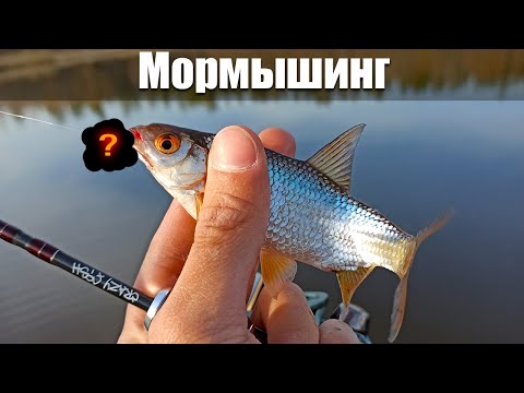 Видео: Плотва на мормышинг
