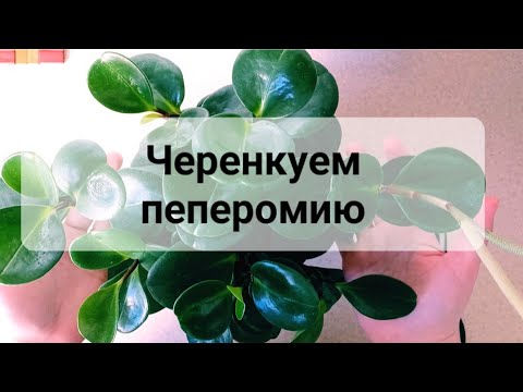 Видео: Комнатные растения.  Черенкование пеперомии. Укоренение. Часть 1. #комнатныерастения#пеперомия