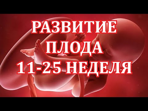 Видео: Развитие Плода 11-25  Неделя Беременности.