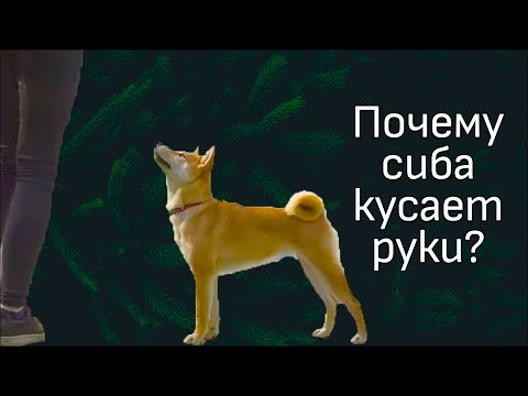 Видео: Разбор видео с канала ДогТренинг. Сиба сину -- особенная собака