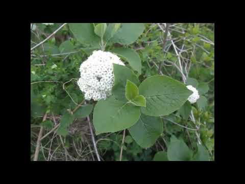 Видео: Часопис Розсадника декоративних культур Мирослава Гуменюка  від 27 квітня 25 року