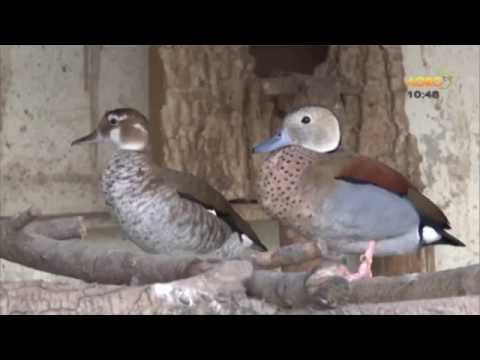 Видео: В това издание на Зоологика ви срещаме с един истински любител на птиците