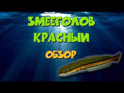 Видео: Змееголов красный. Обзор (Channa micropeltes)