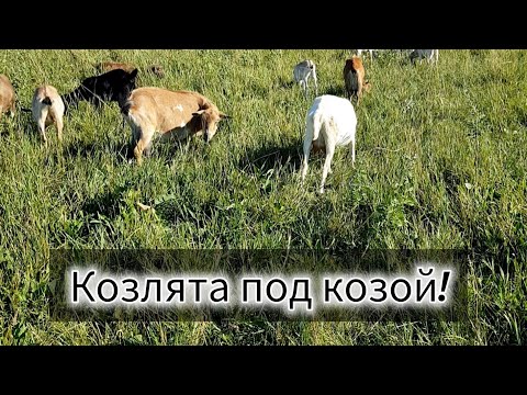 Видео: Раздой козы вместе с козлятами. Мне так очь удобно!